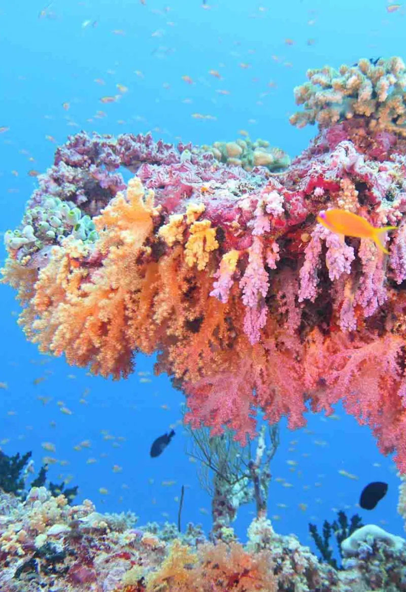 buceando-en-maldivas