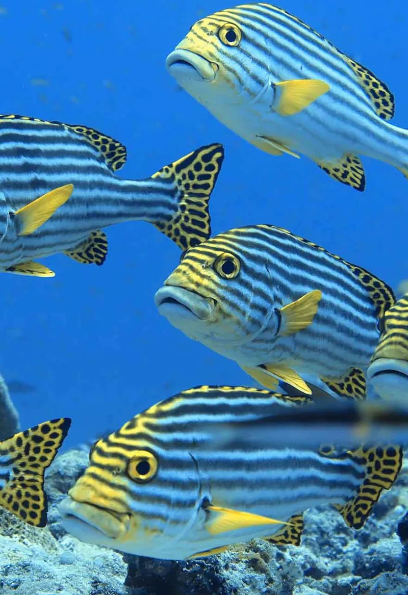 buceando-en-maldivas