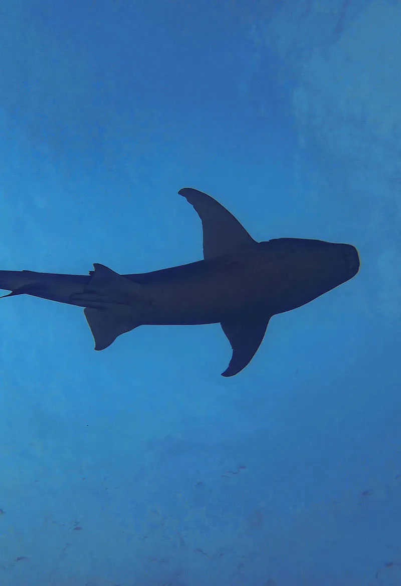 buceando-en-maldivas