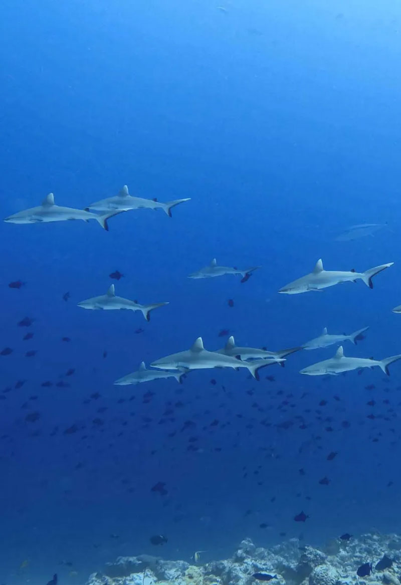 buceando-en-maldivas